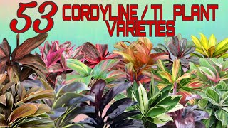 53 STUNNING CORDYLINE  TI PLANT VARIETIES [upl. by Ahtenak]