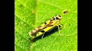 Walking Snowflake Planthopper Nymph from Ecuador [upl. by Durware]