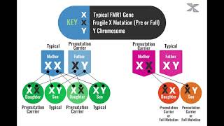 How is Fragile X Inherited [upl. by Ylaek]