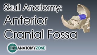 Anterior Cranial Fossa  Skull Anatomy [upl. by Milano]