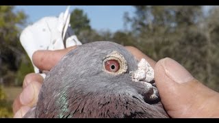 Racing Pigeons that WIN  Houben x Janssen x Calias [upl. by Anoiek]