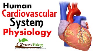 Cardiovascular system physiology [upl. by Opaline88]