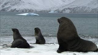 Soaked penguins amp mating seals  Antarctica Ep3 [upl. by Elahcar440]