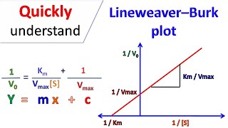 Lineweaver Burk plot [upl. by Thomasin73]