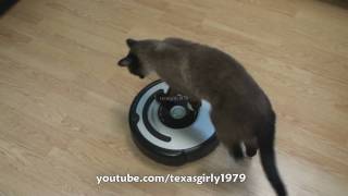 Cat shows HOW TO use iRobot Roomba Vacuum [upl. by Eicam]