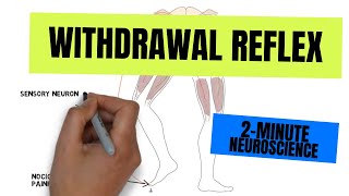 2Minute Neuroscience Withdrawal Reflex [upl. by Ayahc]