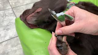 How to Trim Your Dogs Dark Nails [upl. by Tigges960]