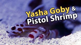 Yasha Goby and Candy Stripe Pistol Shrimps Symbiotic Relationship [upl. by Aleirbag361]