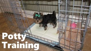 How To Potty Train A Yorkie Puppy  Yorkie House Training Tips  Housebreaking Yorkie Puppies Fast [upl. by Dorehs]