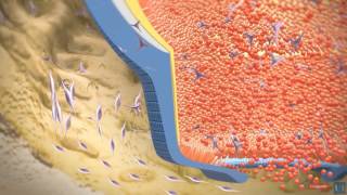 3D modeling  Root tooth development [upl. by Hayott]