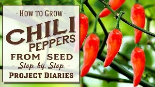 ★ How to Grow Chili Peppers from Seed A Complete Step by Step Guide [upl. by Maxfield]