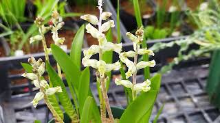 ラケナリア・オブスクラが咲きました！Lachenalia obscura blooming in my nursery [upl. by Robbert]