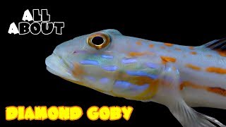 All About The Diamond Goby [upl. by Cooke429]