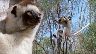 Sifaka Lemurs Jumping Around  Attenborough  BBC Earth [upl. by Federico903]