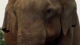 Elephant Mourns Death  BBC Earth [upl. by Sueddaht362]