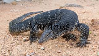 How to Pronounce Varanus [upl. by Lammaj]