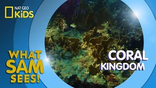 Coral Kingdom  What Sam Sees [upl. by Suilmann]