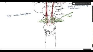 Neuroanatomy  Corticospinal Tract USMLE [upl. by Itsym]