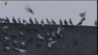 Rock Pigeons flying through city [upl. by Tani357]