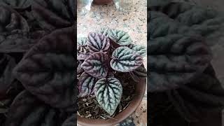 Peperomia Caperata Red RippleRed Crumpled Propagation short [upl. by Haliled]