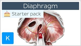 Diaphragm  Definition Function Muscle amp Anatomy  Kenhub [upl. by Dixil189]