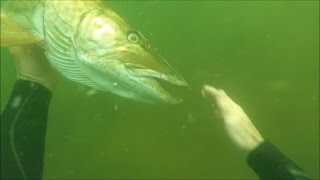 SCUBA Diving A Freshwater River And Petting A Muskie [upl. by Ainud767]