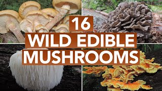 16 Wild Edible Mushrooms You Can Forage This Autumn [upl. by Atiuqrehs]