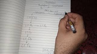 Arachidonic Acid Metabolism and Function [upl. by Beulah344]