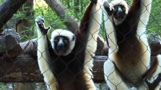 Leaping Lemurs Coquerels Sifakas at the Houston Zoo [upl. by Trakas]