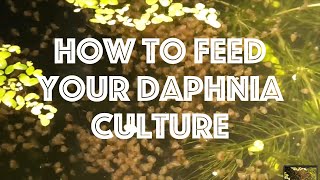 How To Feed Your Daphnia Culture [upl. by Oly413]