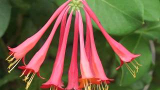 Plant portrait  Coral honeysuckle Lonicera sempervirens [upl. by Fina]