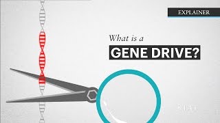 What is a Gene Drive [upl. by Daffy]