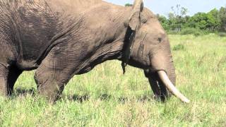 Musth male elephant behavior  Mara Conservancy [upl. by Clementia366]