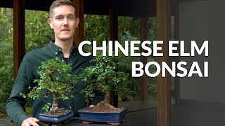 Chinese Elm Bonsai care Ulmus [upl. by Dosia786]