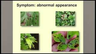 Guidelines for Diagnosing Plant Problems [upl. by Wrightson493]