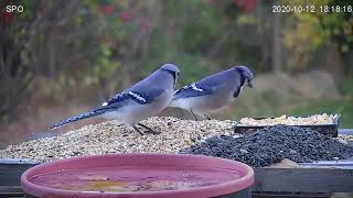 Blue Jay Calling  Food Call [upl. by Eidnam98]