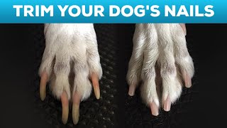 How to Cut Your Dogs Nails at Home STEP BY STEP AND TIPS [upl. by Ahsenrat]