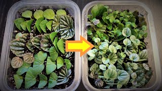 Peperomia Leaf Propagation in Soil [upl. by Amikahs61]