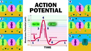 THE ACTION POTENTIAL [upl. by Nivanod]