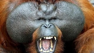 National geographic Documentary  The Real King Of The Jungle Orangutan Documentary [upl. by Eveleen542]