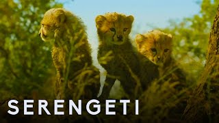 Serengeti First Look Trailer  New John Boyega Series  BBC Earth [upl. by Yerahcaz681]