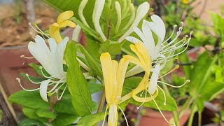 Honeysuckle Care and Repotting  Madhumathi [upl. by Ecinrev]