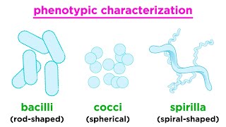 Taxonomy of Bacteria Identification and Classification [upl. by Ytirehc]