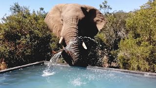 Wild Elephants Splash And Play By Lodge Pool [upl. by Melisent820]