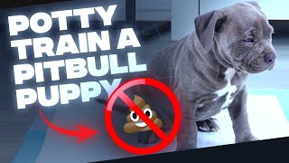 How To Potty Train A Pit Bull PuppySimple TIPS [upl. by Hsivat]