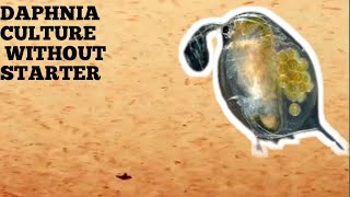 HOW TO CULTURE DAPHNIA NATURALLY WITHOUT A STARTER [upl. by Enilra]