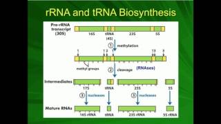 rRNA Processing Preribosome to Ribosome [upl. by Ewell]