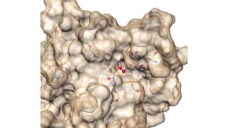 CuZn Superoxide Dismutase SOD1 [upl. by Alvar848]