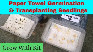 Paper towel seed germination  Transplanting seedlings [upl. by Refynnej]