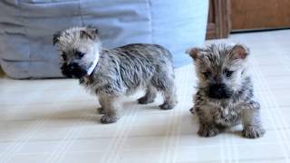 Wayne Weavers Cairn Terrier Pups [upl. by Jonathon]